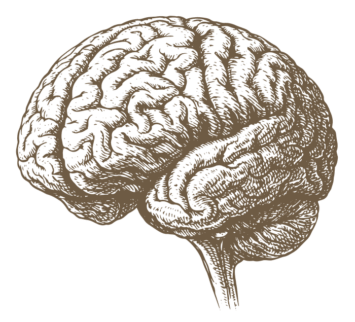 Anatomische Zeichnung eines Gehirns – Schwerpunkt Schlaganfall-Vorsorge