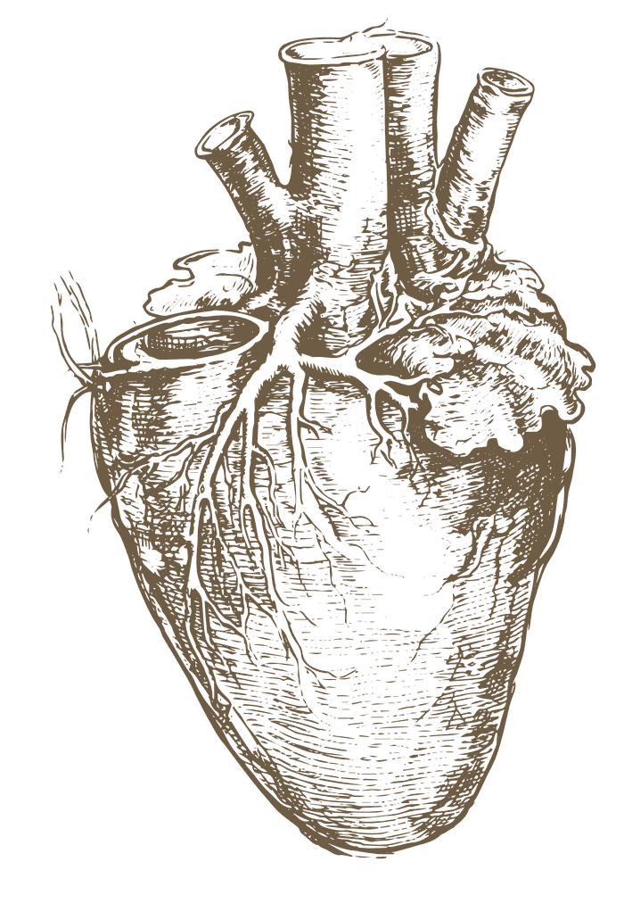 Anatomische Zeichnung eines Herzens – Schwerpunkt Herz-Kreislauf