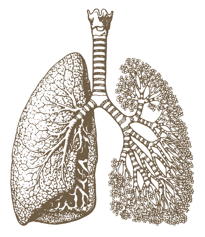 Anatomische Zeichnung einer Lunge – Schwerpunkt COPD und Atemwege